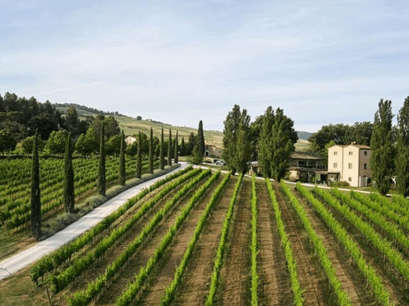 Boutique Winery Visit & 5 Organic Wine Tastings near Urbino - The Sum Up
