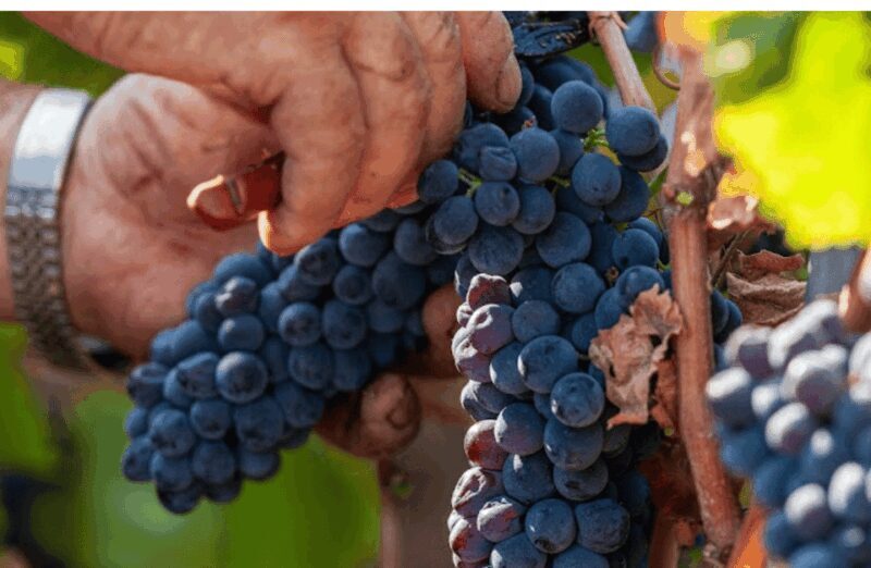 Boutique Winery Visit & Tasting near Rome - The Location and How to Find It