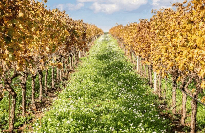 Boutique Winery Visit & Tasting near Rome - What Makes This Tour Special?