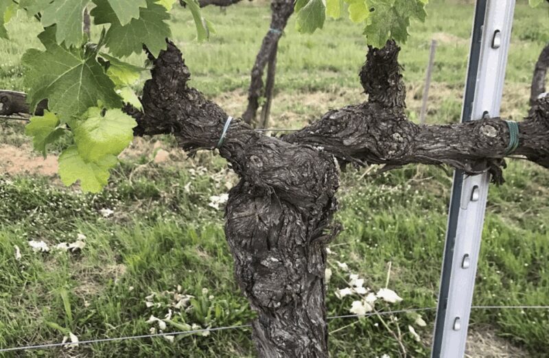 Boutique Winery Visit & Wine Tasting near Arezzo - Good To Know