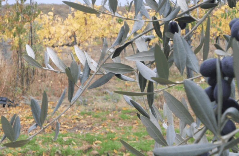 Boutique Winery Visit & Wine Tasting near Arezzo - Final Thoughts: Who Should Consider This Tour?