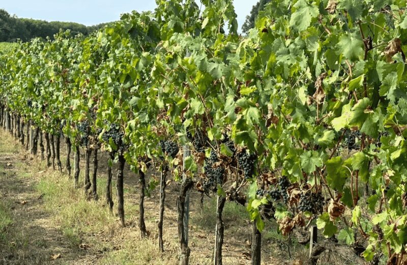 Boutique Winery Visit & Wine Tasting near Arezzo - FAQ