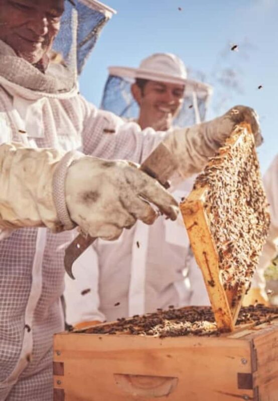 Bowral: Honey Tasting and Hive Opening with Morning Tea - Good To Know