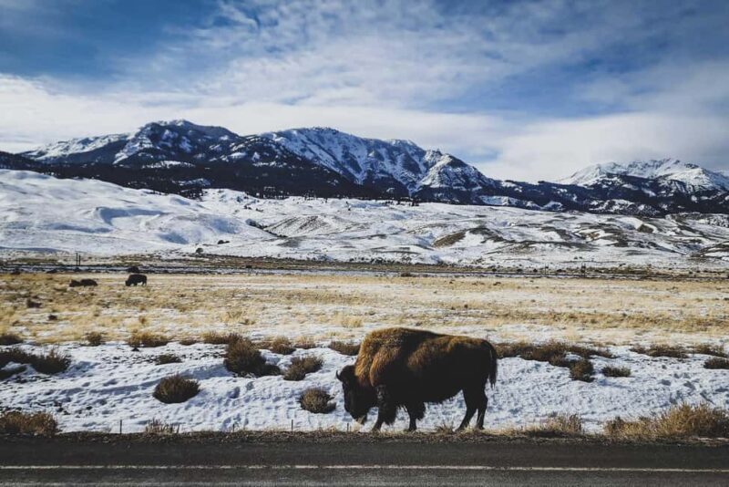 Bozeman: 6 Day Yellowstone Winter Wonderland Tour - FAQ
