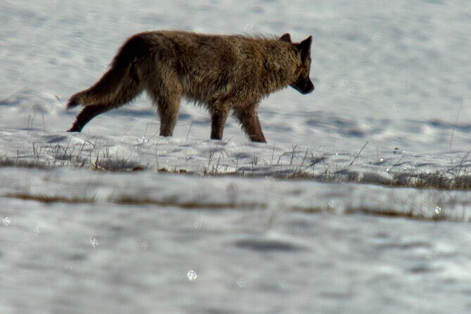 Bozeman Winter Wildlife Safari, Lamar Valley, Burrito and Lunch - Introduction