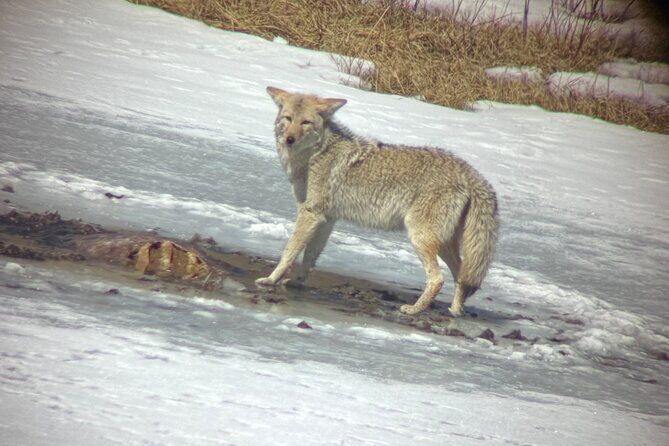 Bozeman Winter Wildlife Safari, Lamar Valley, Burrito and Lunch - An In-Depth Look at the Bozeman Winter Wildlife Safari