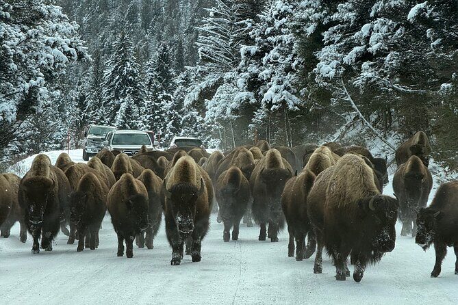 Bozeman Winter Wildlife Safari, Lamar Valley, Burrito and Lunch - Practical Aspects and What They Mean for You