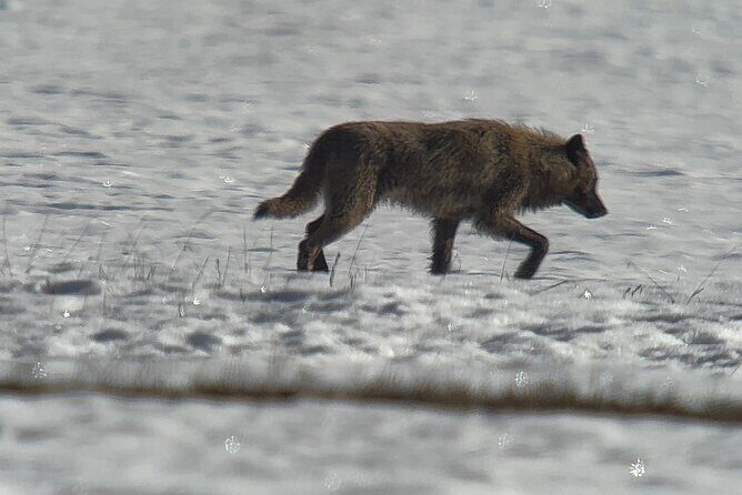 Bozeman Winter Wildlife Safari, Lamar Valley, Burrito and Lunch - Frequently Asked Questions