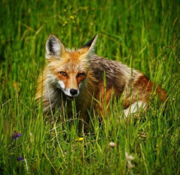 Bozeman: Yellowstone & Grand Teton National Park With Hotel - Departure From Bozeman
