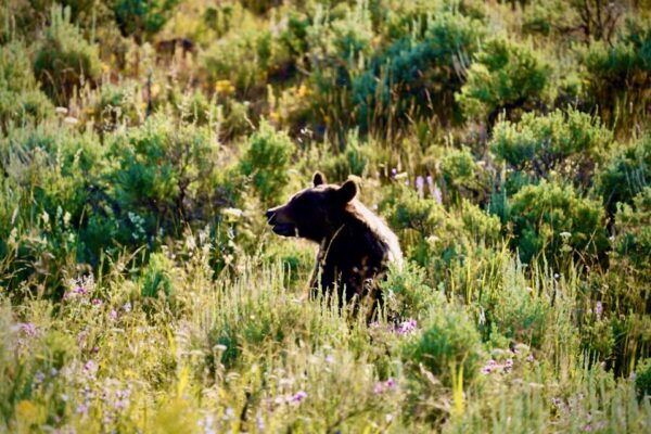 Bozeman: Yellowstone & Grand Teton National Park With Hotel - Hotel Stays
