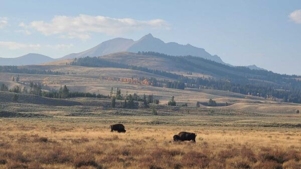 Bozeman: Yellowstone & Grand Teton National Park With Hotel - Wildlife and Nature Exploration