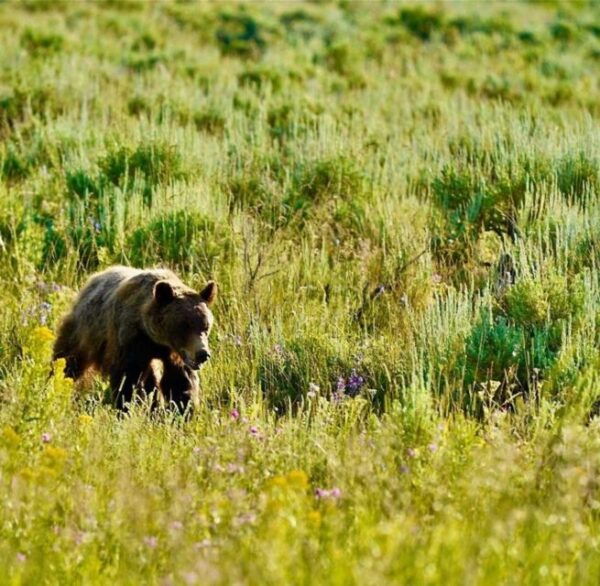 Bozeman: Yellowstone & Grand Teton National Park With Hotel - Common Questions