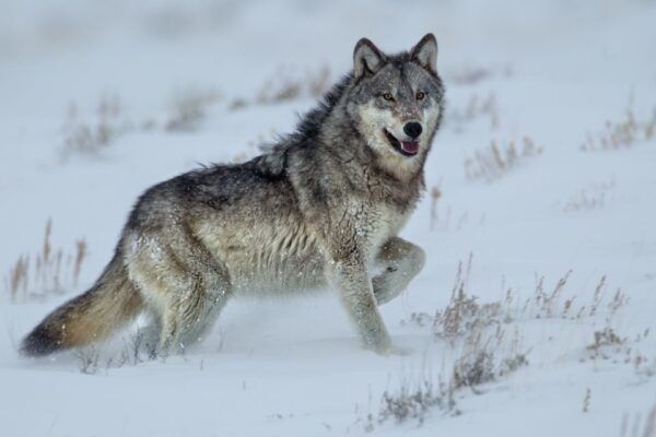Bozeman: Yellowstone Wolves and Winter 4Day/3Night Adventure - Day 4 - Cooke City to Bozeman