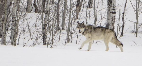 Bozeman: Yellowstone Wolves and Winter 4Day/3Night Adventure - Northern Range: Best Place for Wolves