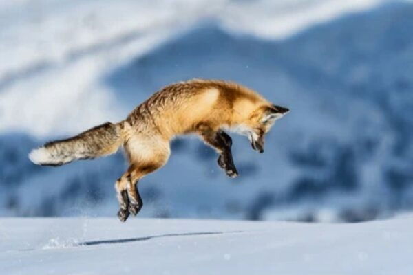 Bozeman: Yellowstone Wolves and Winter 4Day/3Night Adventure - Witnessing Wolves in Their Natural State