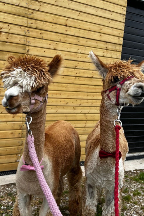 Brackenfield: Alpaca Trek - Good To Know
