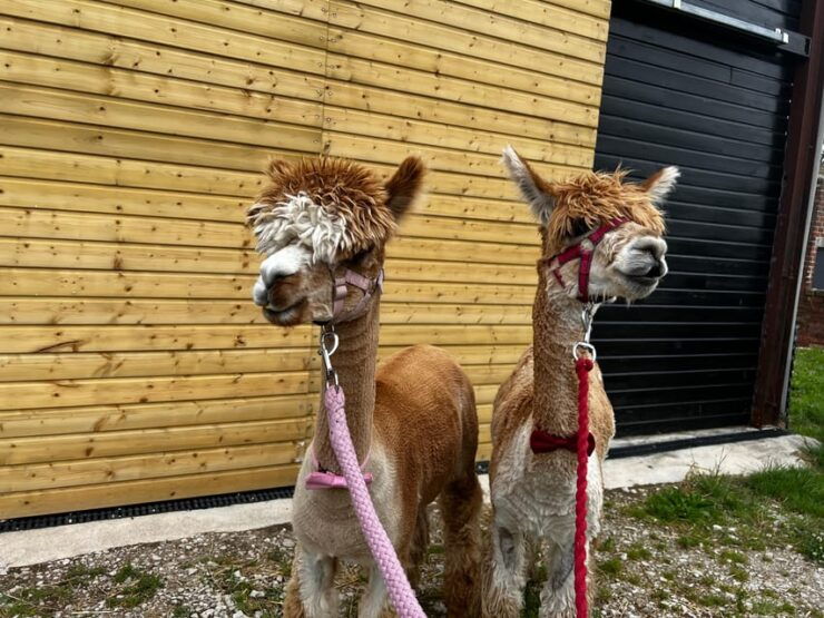 Brackenfield: Alpaca Trek - Experience Details