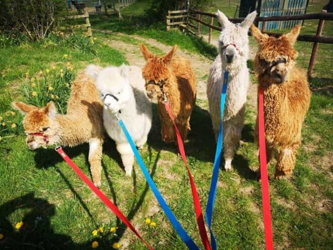 Brackenfield: Alpaca Trek - Participation Guidelines