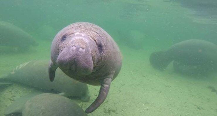 Bradenton: Anna Maria Island Guided Kayaking Manatee Tour - Duration and Language