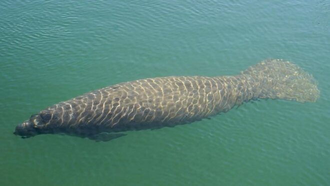 Bradenton: Anna Maria Island Guided Kayaking Manatee Tour - Activity Highlights