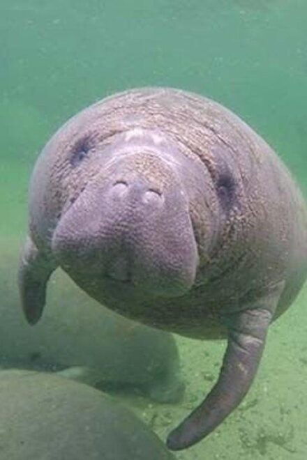 Bradenton: Anna Maria Island Guided Kayaking Manatee Tour - Price and Reviews