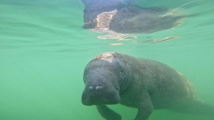 Bradenton: Guided Pedal Kayak Tour - Good To Know