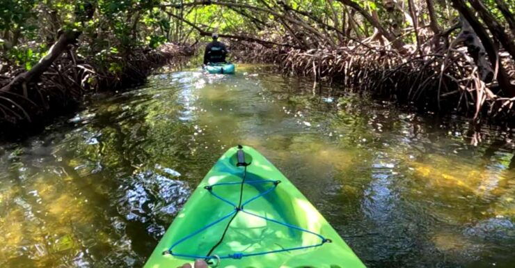 Bradenton: Guided Pedal Kayak Tour - Activity Description