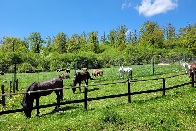 Bran Castle & Bear Sanctuary From Brasov - Optional Peles Castle - What to Expect