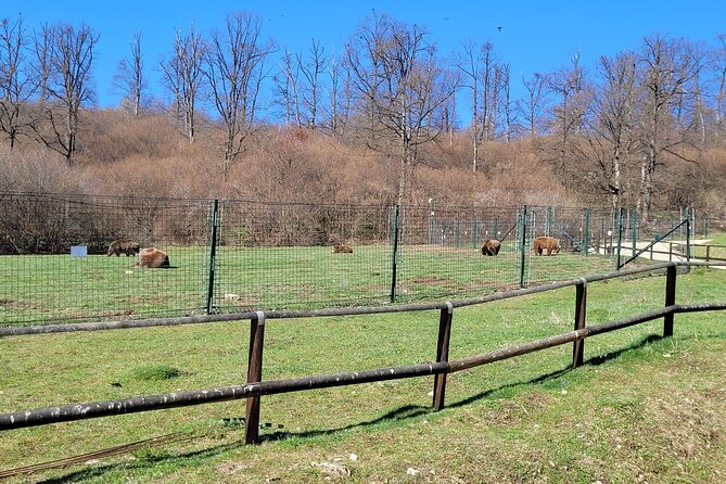 Bran Castle & Bear Sanctuary From Brasov - Optional Peles Castle - Reviews