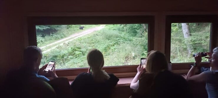 Brașov: 4-Hour Bear Watching Tour in Carpathian Mountains - Experience Highlights
