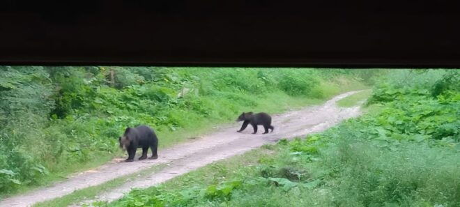Brașov: 4-Hour Bear Watching Tour in Carpathian Mountains - Booking and Cancellation Policy