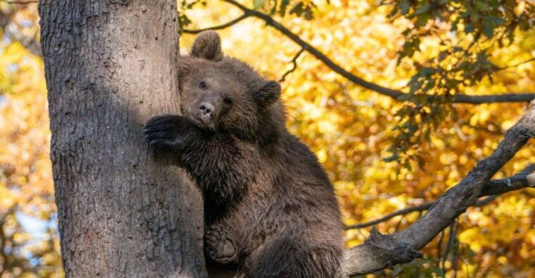 Brasov: Bear Sanctuary, Dracula Castle, and Rânov Fortress - FAQ
