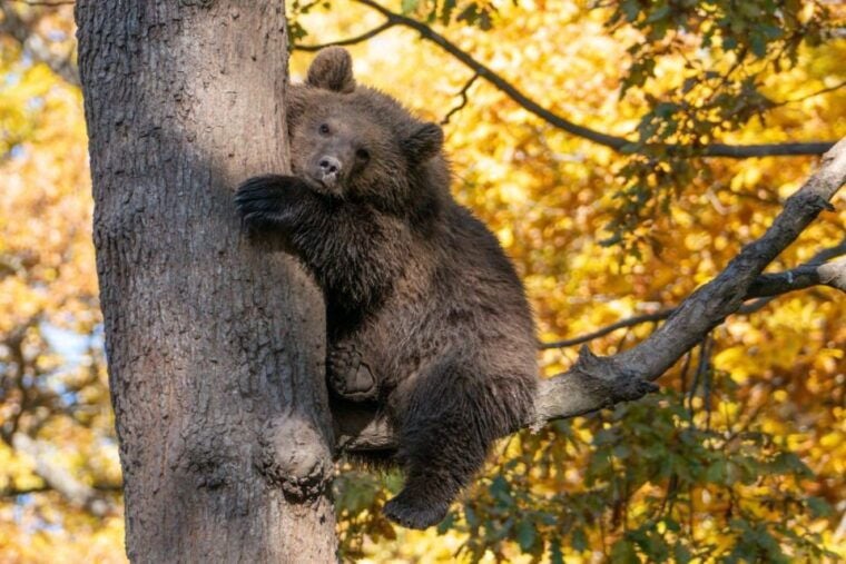 Brasov: Bear Sanctuary, Dracula Castle, and Rânov Fortress - Final Thoughts