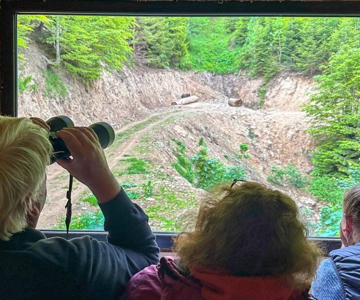 Brasov: Bear Watching in the Wild (From a Hideout) - Booking Your Experience