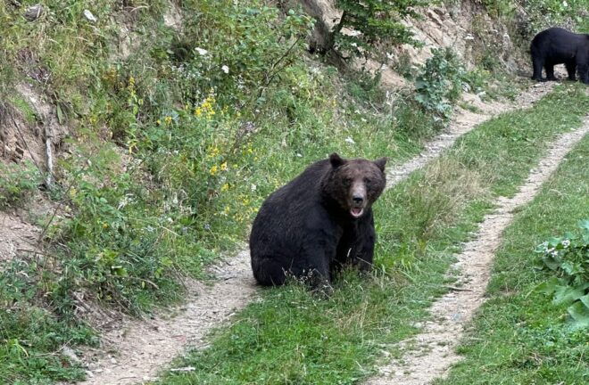Brasov: Bear Watching in the Wild (From a Hideout) - Itinerary for the Day