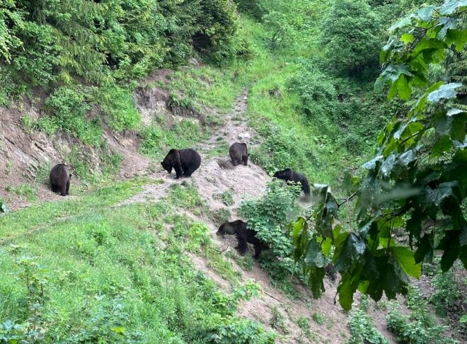 Brasov: Bear Watching in the Wild (From a Hideout) - Wildlife You Might Encounter