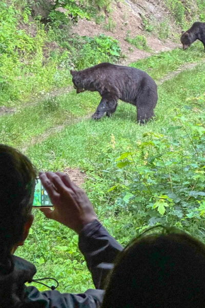 Brasov: Bear Watching in the Wild (From a Hideout) - Customer Experiences and Feedback