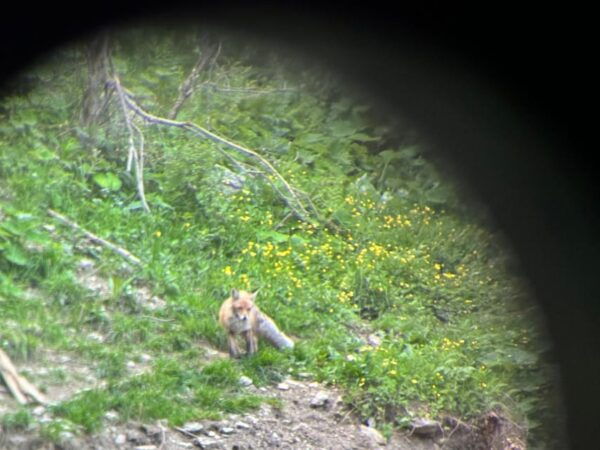 Brasov: Bear Watching in the Wild (From a Hideout) - Tips for Your Bear Watching Adventure
