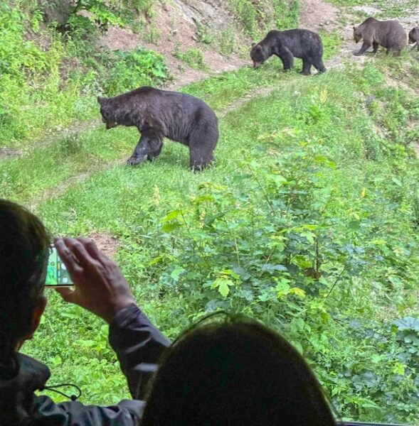 Brasov: Bear Watching in the Wild (From a Hideout) - Frequently Asked Questions