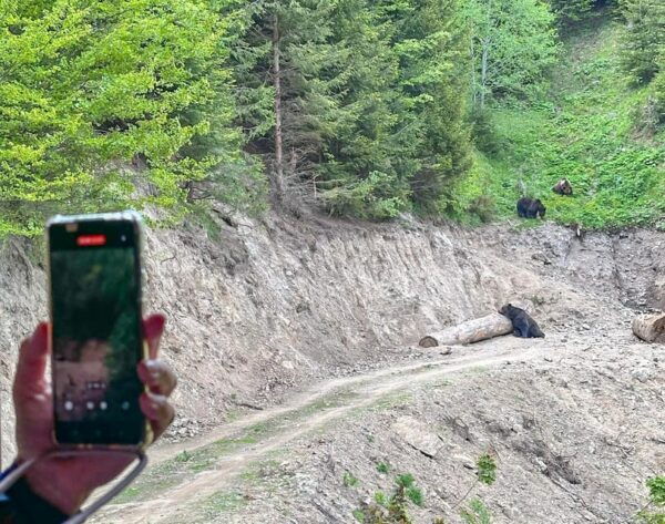 Brasov: Bear Watching in the Wild (From a Hideout) - The Sum Up
