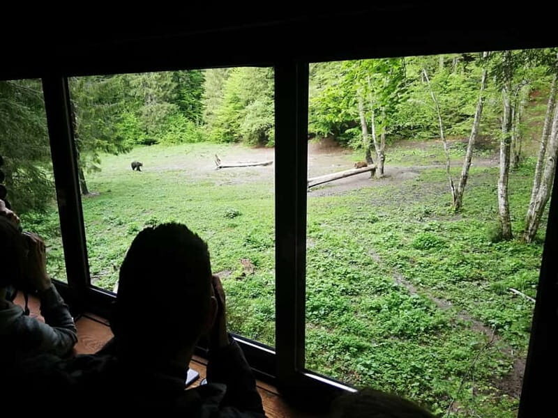 Brasov: Brown Bear & Wildlife Watching - Good To Know