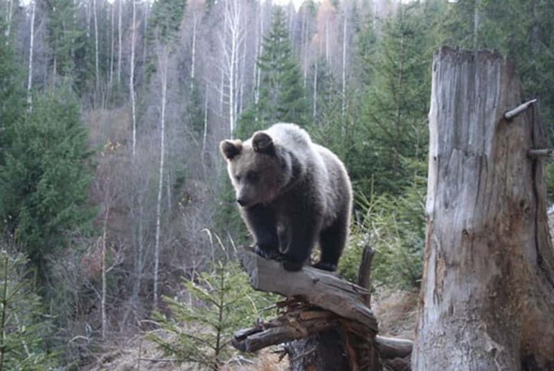 Brasov: Brown Bear & Wildlife Watching - Who Will Enjoy This Tour?