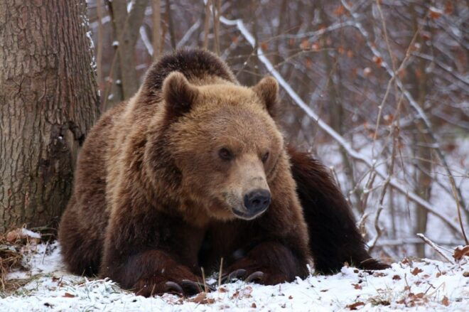 Brasov: Libearty Bear Sanctuary - Entry Fees and Age Restrictions
