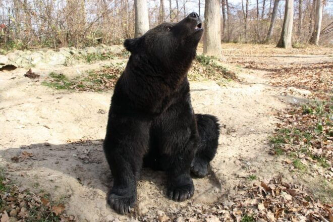 Brasov: Libearty Bear Sanctuary - Visitor Preparation Tips