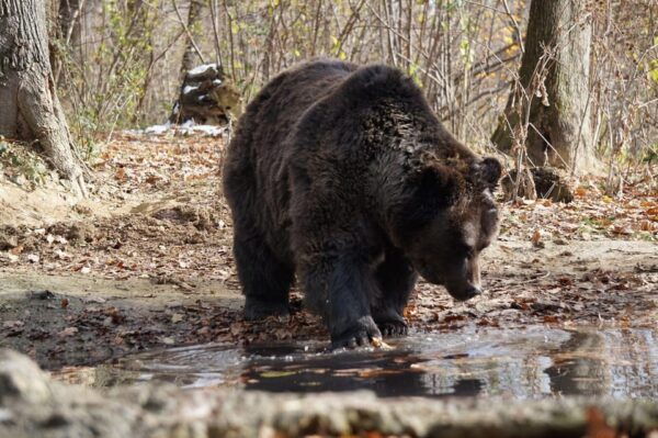 Brasov: Libearty Bear Sanctuary - Guest Experiences and Reviews