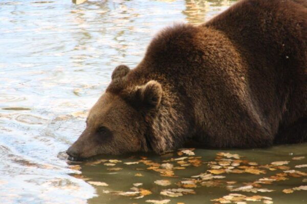 Brasov: Libearty Bear Sanctuary - Conservation and Ethical Practices