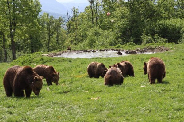 Brasov: Libearty Bear Sanctuary - Frequently Asked Questions