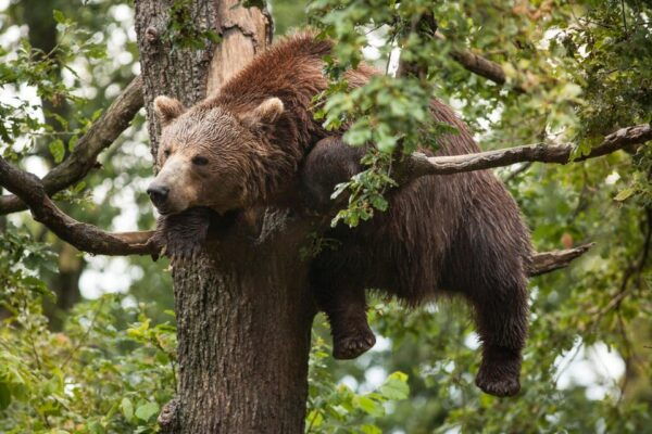 Brasov: Libearty Bear Sanctuary - The Sum Up