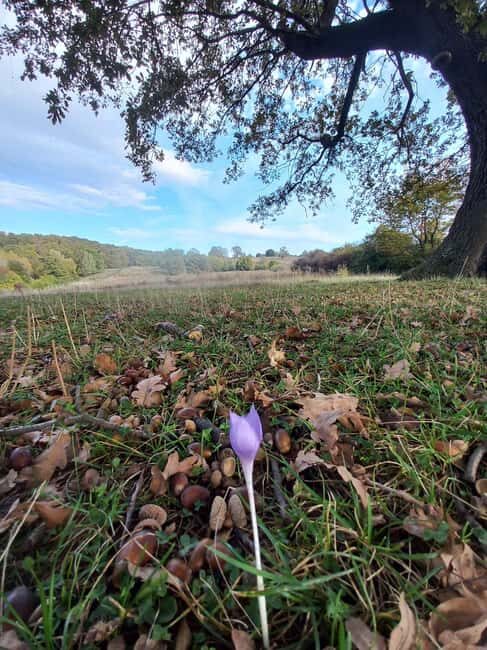 Brasov: Tour with Transfer Libearty Bear Sanctuary - Good To Know