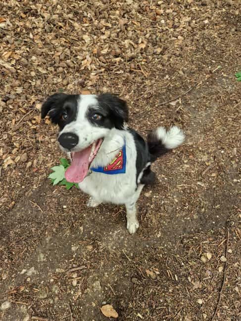 Brasov's Mountain Hike tour with Daisy - What to Expect on the Tampa Mountain Hike